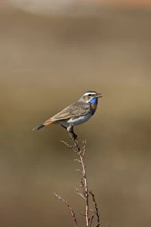 Bluethroat - On song perch