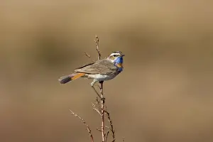 Bluethroat Prints: Bluethroat - On song perch - Varangar Northern Norway