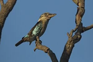 Bluewinged Kookaburra perched on a branch Peppimenarti