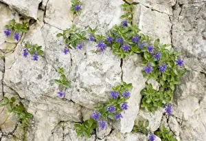 Limestone Prints: Bluish Paederota - on limestone, Monte Baldo, Italy