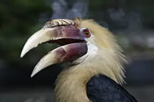 Hornbills Prints: Blyth's Hornbill - bird with beak open, Lower Saxony, Germany