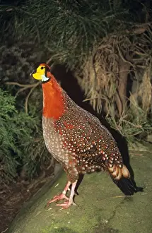 Blyth's Tragopan - male