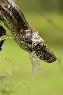 Images Dated 19th July 2011: Boa Constictor- Costa Rica- Tropical rainforest - Guanacaste National Park - shedding skin