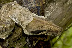 Skins Prints: Boa Constictor - Costa Rica- Tropical rainforest - Guanacaste National Park - shedding skin