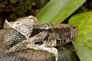 Images Dated 19th July 2011: Boa Constictor - shedding skin - Tropical rainforest - Guanacaste National Park - Costa Rica
