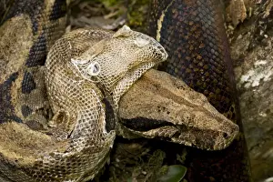 Boa Constictor - shedding skin - tropical rainforest - Guanacaste National Park - Costa Rica