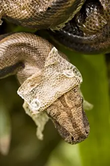 Boa Constictor - shedding skin - Tropical rainforest - Guanacaste National Park - Costa Rica