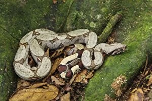 Images Dated 24th March 2008: Boa constrictor, Amacayacu National Park, Leticia, Colombia