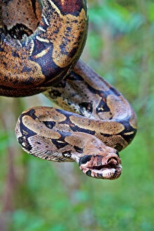 Snake Gallery: Boa Constrictor Amazon river basin Manaus Amazonas
