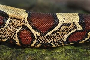Boa constrictor, detail, Amacayacu National Park