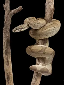 Boa Constrictor - Imperator sub-species - “Super ghost” mutation - Central and South America