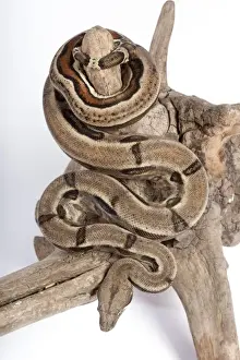 Boas Prints: Boa Constrictor - Mexican form - Central and South America