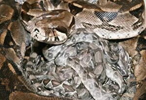 Boa Constrictor - with newborn young