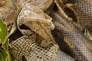 Boa constrictor - shedding skin - Guanacaste National Park - Costa Rica