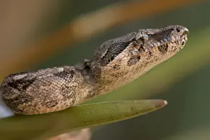 Boas Prints: Boa Constrictor - Young - Sonora - Mexico