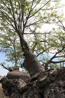 Adansonia Gallery: Boab / Baobab Tree