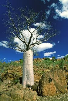 Images Dated 25th August 2009: Boab Tree - symbol of the Kimberley - Kimberley - Western Australia JLR07896