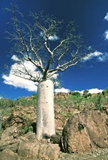 Images Dated 25th August 2009: Boab Tree - symbol of the Kimberley - Kimberley - Western Australia JLR07897