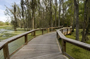 Swamp Gallery: Boardwalk at Audubon Swamp Garden, outside