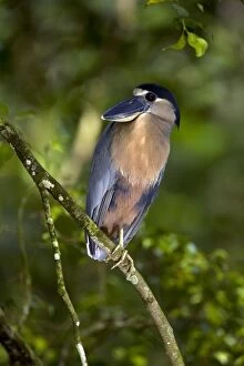 Images Dated 3rd July 2011: Boat-billed Heron