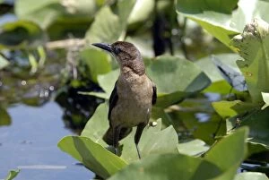 Images Dated 1st June 2006: Boat-tailed Grackle female. Inhabits coastal saltwater marshes, inland lakes and streams