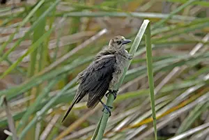 Everglades Prints: Boat-tailed Grackle female. Inhabits coastal saltwater marshes