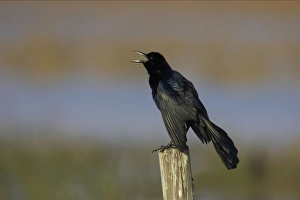 Images Dated 26th October 2005: Boat-Tailed Grackle - male displaying Lake Kissimee, florida, USA BI000929