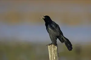 Grackle Prints: Boat-Tailed Grackle - male displaying Lake Kissimee, florida, USA BI000929