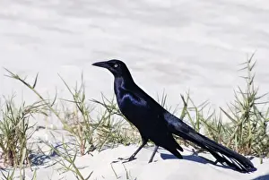 Grackle Prints: Boat Tailed Grackle - southern USA, central America