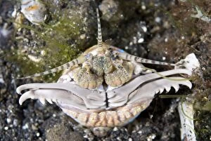Bite Gallery: Bobbit worm with jaws open outside of hole