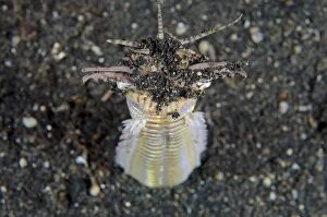 Bite Gallery: Bobbit Worm with jaws open outside of hole in black