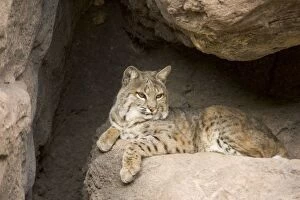 Images Dated 18th March 2005: Bobcat
