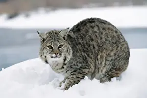 Bobcat