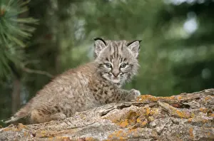 Bobcats Prints: Bobcat Baby 1 month