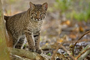 Bobcat Gallery: Bobcat, Felis rufus, Wakodahatchee Wetlands