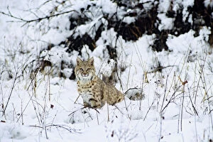 Vertebrate Collection: Bobcat also known as Felis rufus Northern Rockies, winter. MR1377