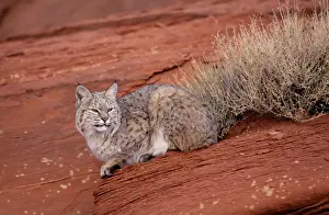 Bobcats Prints: Bobcat - Lying on rock North America