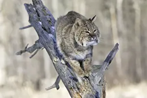 Bobcat Minnesota, USA