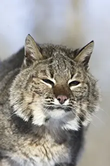 Bobcat Minnesota USA