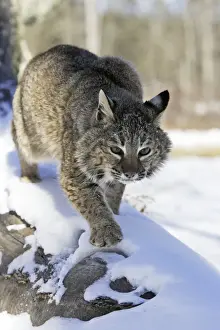 Bobcat Minnesota USA