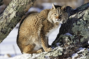 Images Dated 16th January 2007: Bobcat Minnesota USA