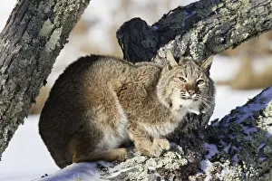 Bobcat Minnesota USA