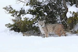 Images Dated 9th March 2009: Bobcat. Montana - USA