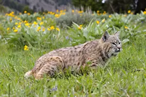 Bobcat. Montana - USA