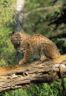 Bobcat