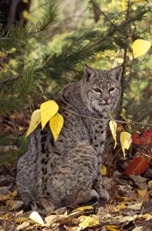 Bobcats Prints: Bobcat / Red Lynx Montana USA