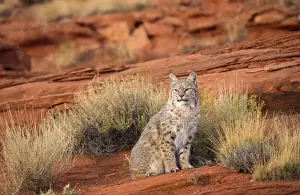 Bobcat / Red Lynx North America