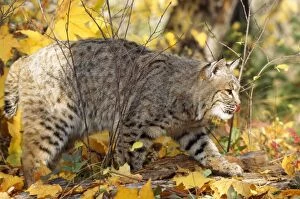 Bobcat / Red Lynx - stalking