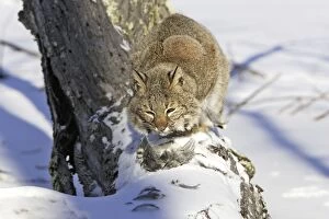 Bobcat - with ruffed Grouse (Bonasa umbellus)