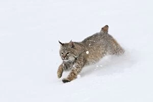 Bobcat - running through snow